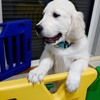 カシーの子犬(父犬:ピース)  2022年10月31日生れⅢ　