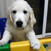 カシーの子犬(父犬:ピース)  2022年10月31日生れⅢ　