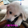 カシーの子犬(父犬:ピース)  2022年10月31日生れⅢ　