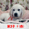 デイジーの子犬 2023年8月15日生れⅡ-1