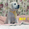 デイジーの子犬 2023年8月15日生れⅡ-1