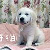 デイジーの子犬 2023年8月15日生れⅡ-2