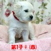 カシーの子犬(父犬:エリック) 2024年1月18日生れⅠ-1