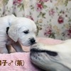 カシーの子犬(父犬:エリック) 2024年1月18日生れⅠ-2