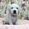 カシーの子犬(父犬:エリック) 2024年1月18日生れⅠ-2