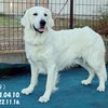 リサの子犬(父犬:ルーク) 2025年2月10日生れ 4月7日撮影