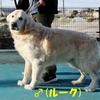 リサの子犬(父犬:ルーク) 2025年2月10日生れ 4月7日撮影