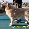 リサの子犬(父犬:ルーク) 2025年2月10日生れ 4月7日撮影