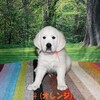 リサの子犬(父犬:ルーク) 2025年2月10日生れ 4月7日撮影