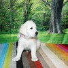 リサの子犬(父犬:ルーク) 2025年2月10日生れ 4月7日撮影