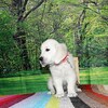 リサの子犬(父犬:ルーク) 2025年2月10日生れ 4月7日撮影