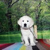 リサの子犬(父犬:ルーク) 2025年2月10日生れ 4月7日撮影