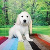 リサの子犬(父犬:ルーク) 2025年2月10日生れ 4月7日撮影