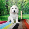 リサの子犬(父犬:ルーク) 2025年2月10日生れ 4月7日撮影