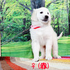 リサの子犬(父犬:ルーク) 2025年2月10日生れ 4月7日撮影