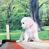 リサの子犬(父犬:ルーク) 2025年2月10日生れ 4月7日撮影