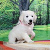 リサの子犬(父犬:ルーク) 2025年2月10日生れ 4月7日撮影