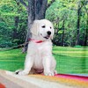 リサの子犬(父犬:ルーク) 2025年2月10日生れ 4月7日撮影