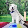 リサの子犬(父犬:ルーク) 2025年2月10日生れ 4月7日撮影