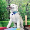 リサの子犬(父犬:ルーク) 2025年2月10日生れ 4月7日撮影