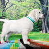 リサの子犬(父犬:ルーク) 2025年2月10日生れ 4月7日撮影