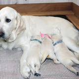 うたの子犬(父犬:エリック)2025年5月24日生れⅠ 6月7日撮影