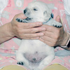 うたの子犬(父犬:エリック)2025年5月24日生れⅠ 6月7日撮影
