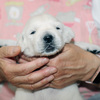 うたの子犬(父犬:エリック)2025年5月24日生れⅠ 6月7日撮影