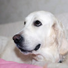 うたの子犬(父犬:エリック)2025年5月24日生れⅠ 6月7日撮影