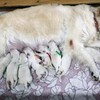 カシーの子犬(父犬:エリック) 2025年6月9日生れ Ⅰ 6月12日撮影
