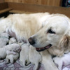 カシーの子犬(父犬:エリック) 2025年6月9日生れ Ⅰ 6月12日撮影