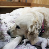 カシーの子犬(父犬:エリック) 2025年6月9日生れ Ⅰ 6月12日撮影