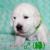 うたの子犬(父犬:エリック) 2025年5月24日生れ Ⅱ 6月16日撮影