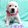 うたの子犬(父犬:エリック) 2025年5月24日生れ Ⅱ 6月16日撮影