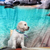 カシーの子犬(父犬:エリック) 2025年 6月 9日生れ Ⅱ-1(♂)