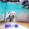 カシーの子犬(父犬:エリック) 2025年 6月 9日生れ Ⅱ-1(♂)