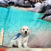 カシーの子犬(父犬:エリック) 2025年 6月 9日生れ Ⅱ-1(♂)