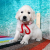 カシーの子犬(父犬:エリック) 2025年6月9日生れⅡ-2(♀)