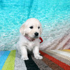 カシーの子犬(父犬:エリック) 2025年6月9日生れⅡ-2(♀)