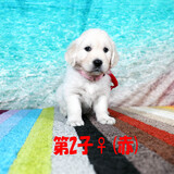 カシーの子犬(父犬:エリック) 2025年6月9日生れⅡ-2(♀)