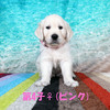 カシーの子犬(父犬:エリック) 2025年6月9日生れⅡ-2(♀)