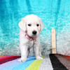 カシーの子犬(父犬:エリック) 2025年6月9日生れⅡ-2(♀)