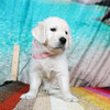 カシーの子犬(父犬:エリック) 2025年6月9日生れⅡ-2(♀)
