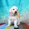 カシーの子犬(父犬:エリック) 2025年6月9日生れⅡ-2(♀)