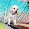 カシーの子犬(父犬:エリック) 2025年6月9日生れⅡ-2(♀)