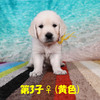 カシーの子犬(父犬:エリック) 2025年6月9日生れⅡ-2(♀)