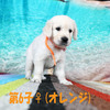 カシーの子犬(父犬:エリック) 2025年6月9日生れⅡ-2(♀)