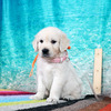 カシーの子犬(父犬:エリック) 2025年6月9日生れⅡ-2(♀)