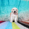 カシーの子犬(父犬:エリック) 2025年6月9日生れⅡ-2(♀)