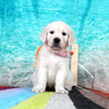 カシーの子犬(父犬:エリック) 2025年6月9日生れⅡ-2(♀)